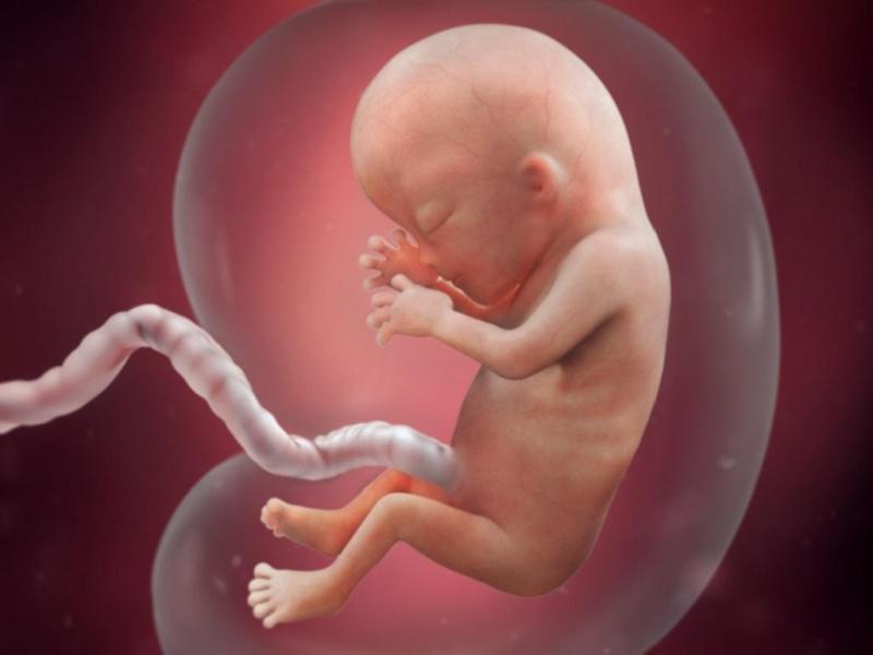 трехмесячный эмбрион