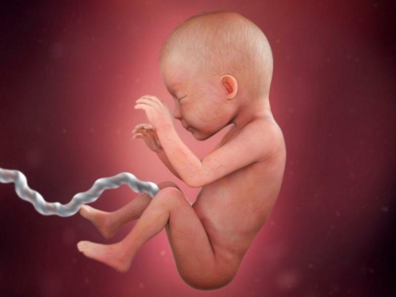 пятимесячный эмбрион