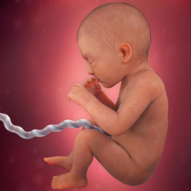восьмимесячный эмбрион