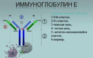 Строение иммуноглобулина презентация