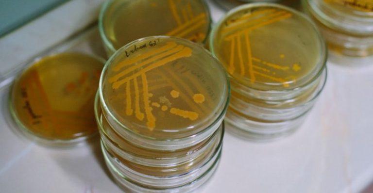 Копрограмма кала: расшифровка, что показывает анализ, как правильно сдавать