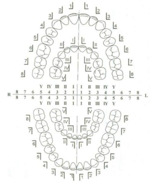 Схема номеров зубов