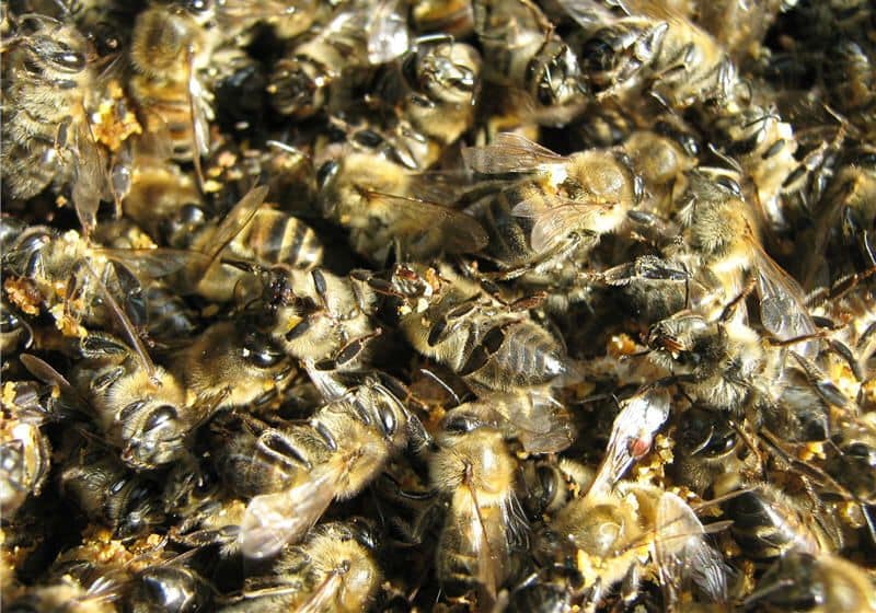 Погибшие пчелы