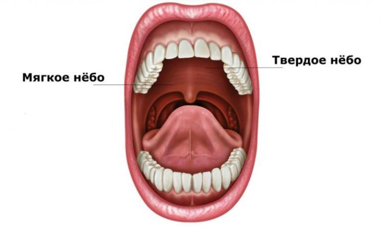 Фото верхнее твердое небо