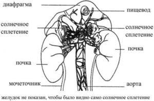 Где находится солнечное сплетение у человека фото у мужчин