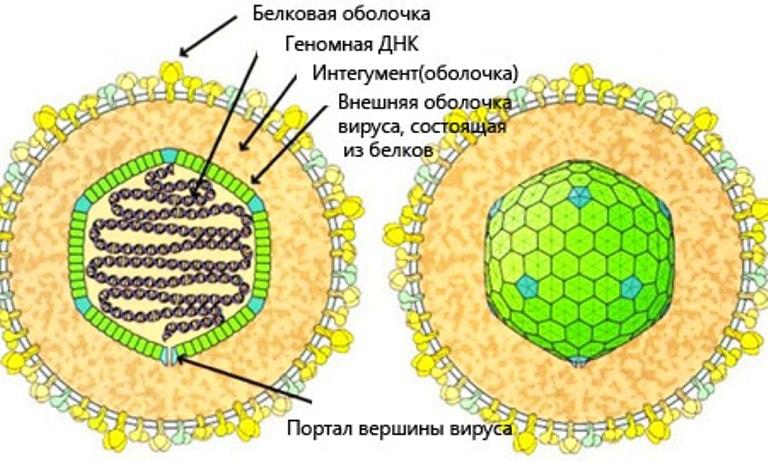 Строение вируса Эпштейна-Барра