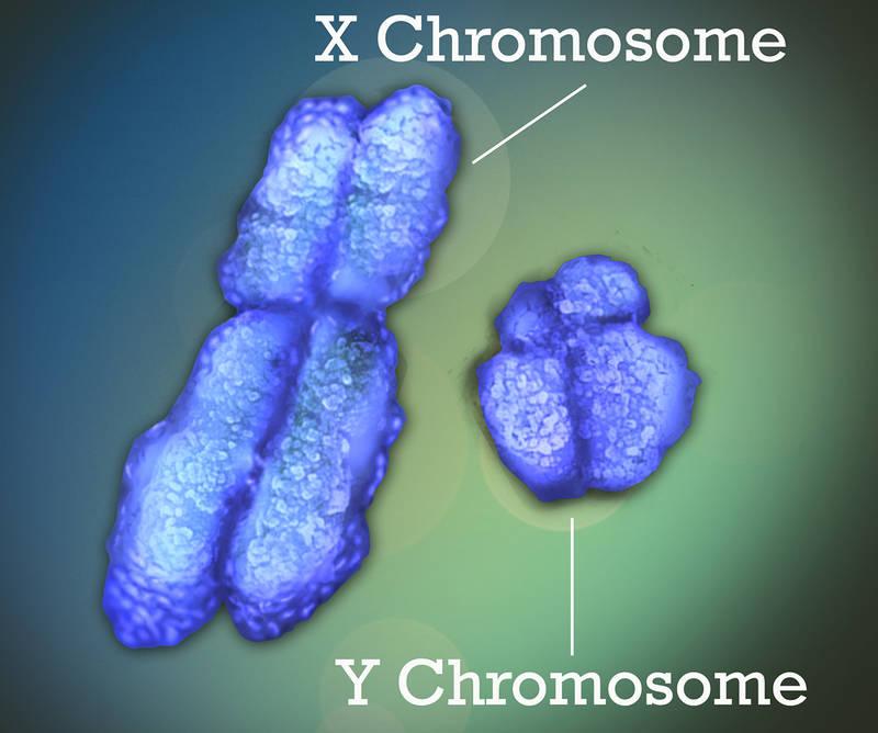 Х-хромосома