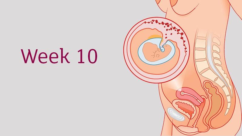 10 неделя беременности