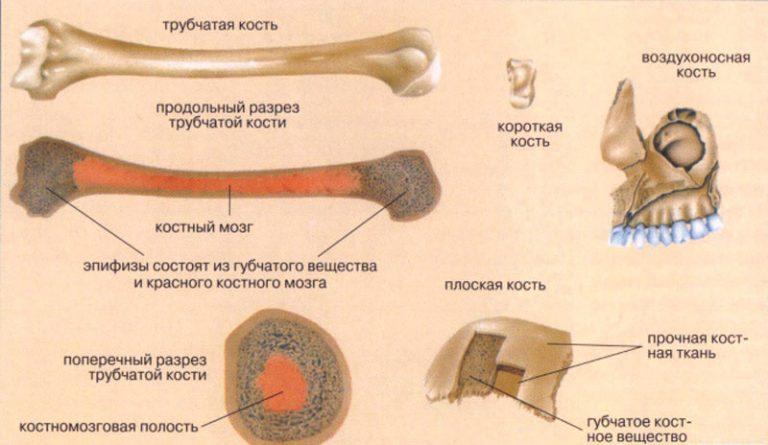 Где находится костный мозг фото