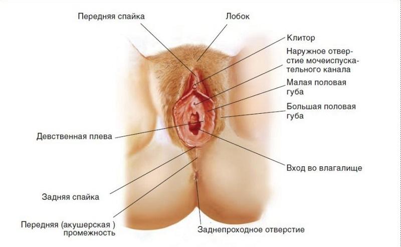 Строение девственной плевы