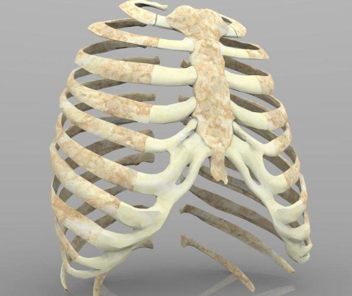 Фото грудной клетки человека с ребрами