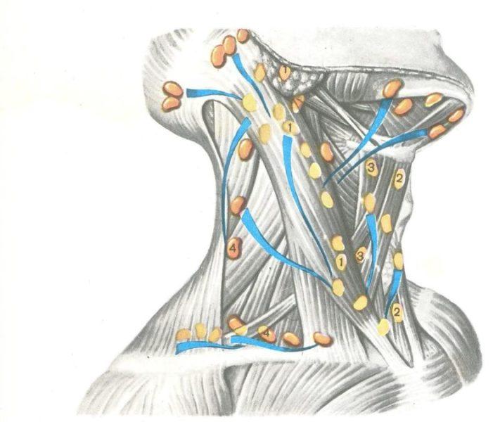 Где находятся лимфатические узлы у человека на шее фото
