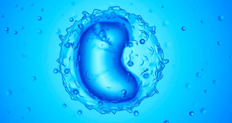 Моноциты в крови (повышены, понижены) – нормы у ребенка и взрослого