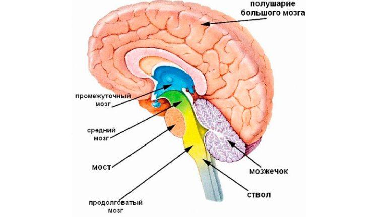 Отделы головного мозга и их функции Таблица