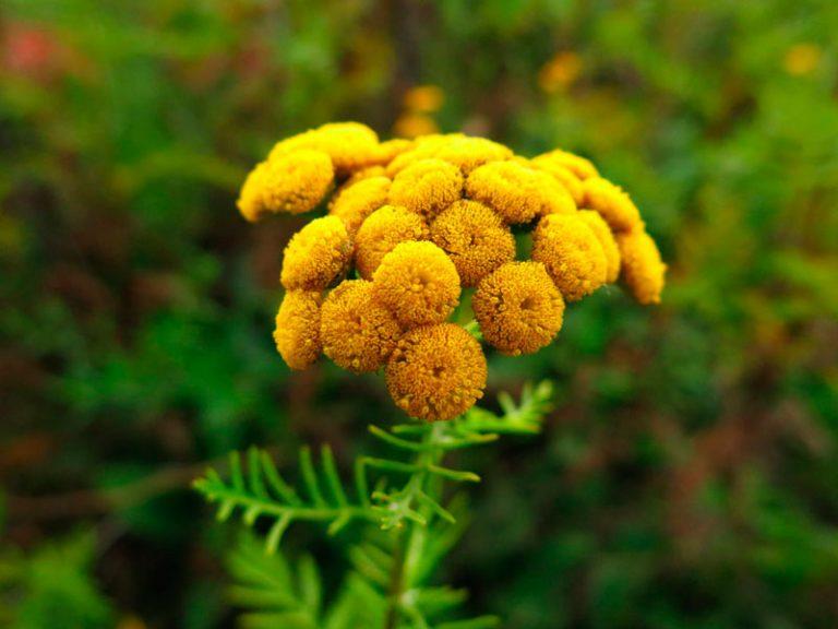 Тремор головы: 25 причин и лечение