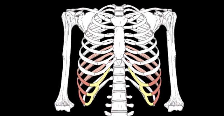 Сколько ребер у человека фото