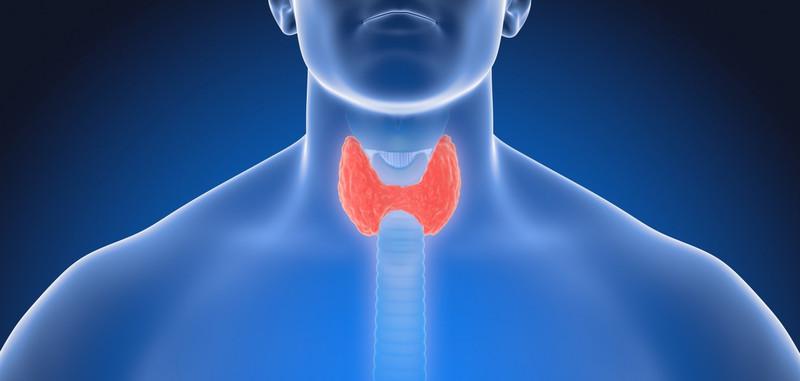 Нормальные размеры щитовидной железы – Таблица