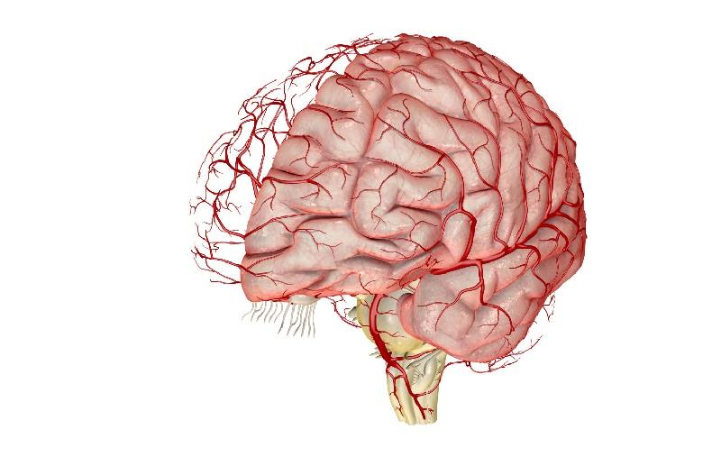 Сосуды головного мозга