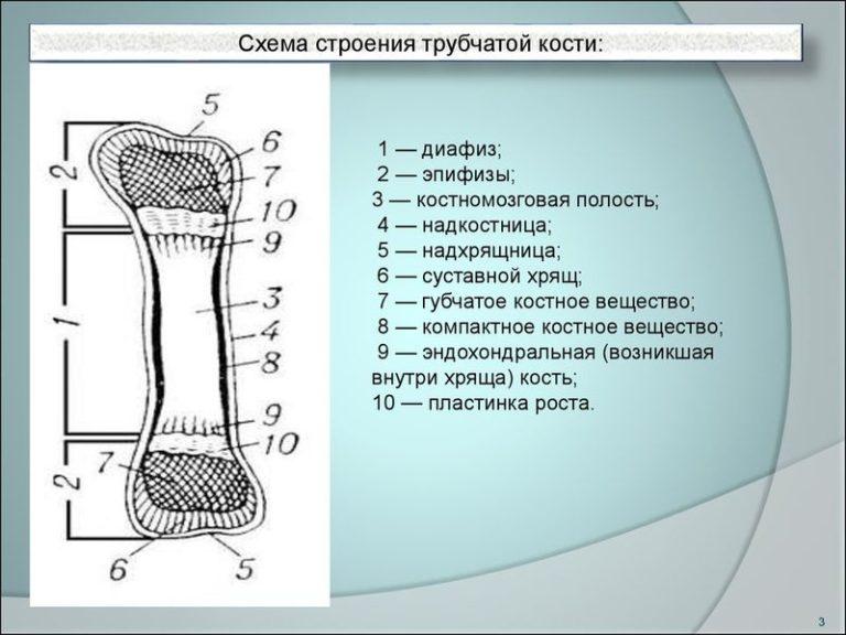 Трубчатые кости у курицы фото